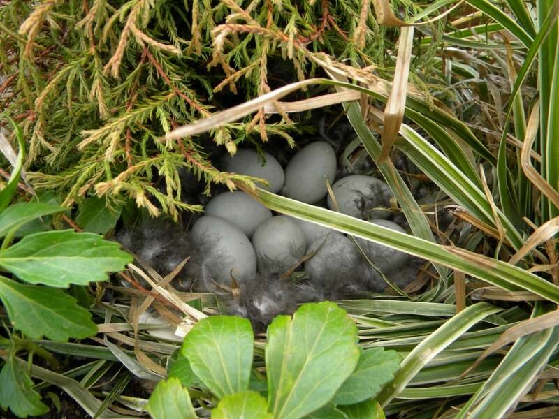 Eendennest in plantenbak